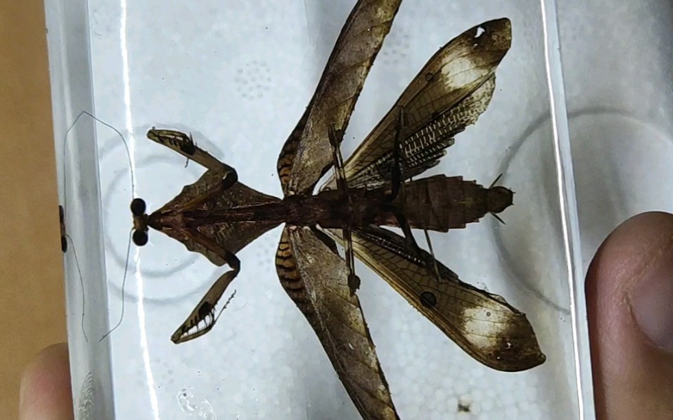 大宝,原来你在这!棱背枯叶螳螂滴胶标本展示.