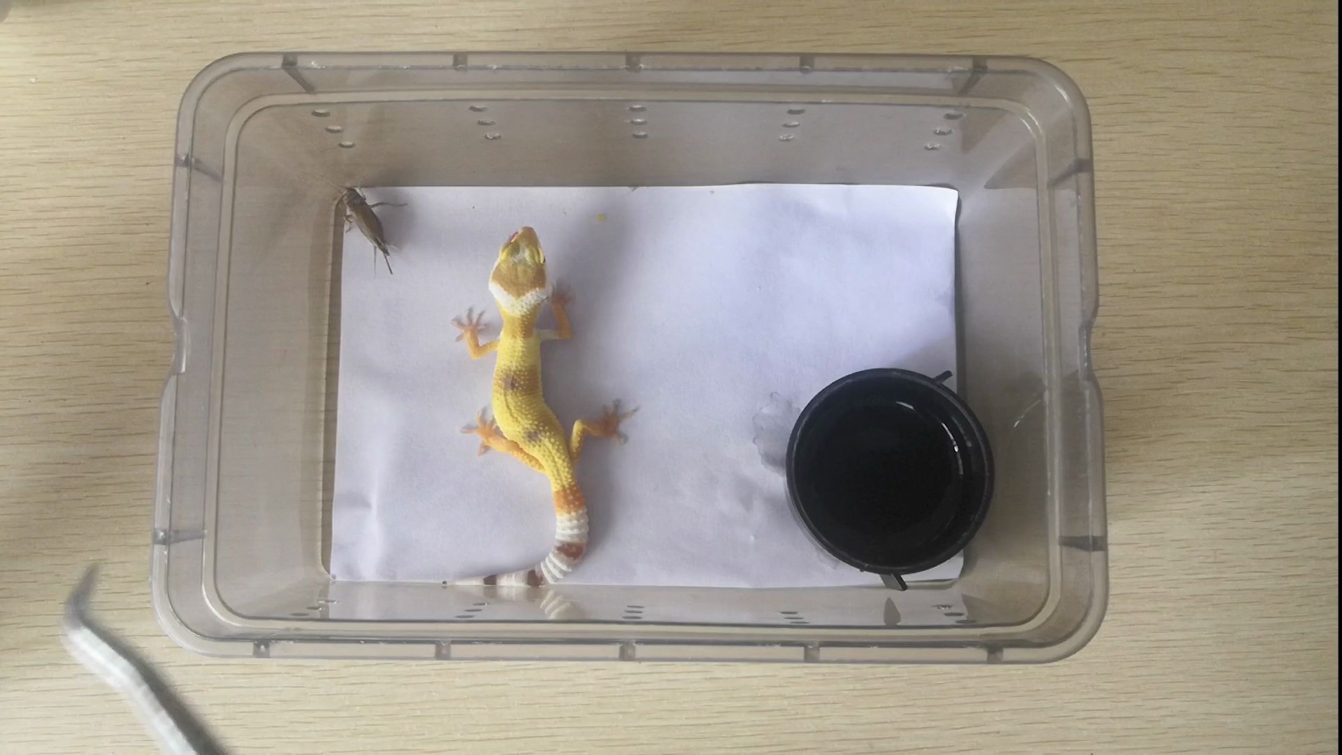 川普柠檬霜守宫日常喂食