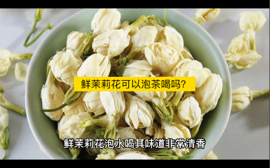 鲜茉莉花可以泡茶喝吗?哔哩哔哩bilibili