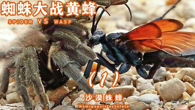沙漠蛛蜂介绍第一集