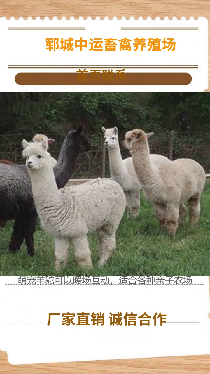 乐山动物园景区观赏成年羊驼多少钱一只