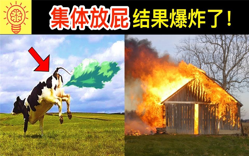 这群牛的集体牛屁导致牛棚爆炸!