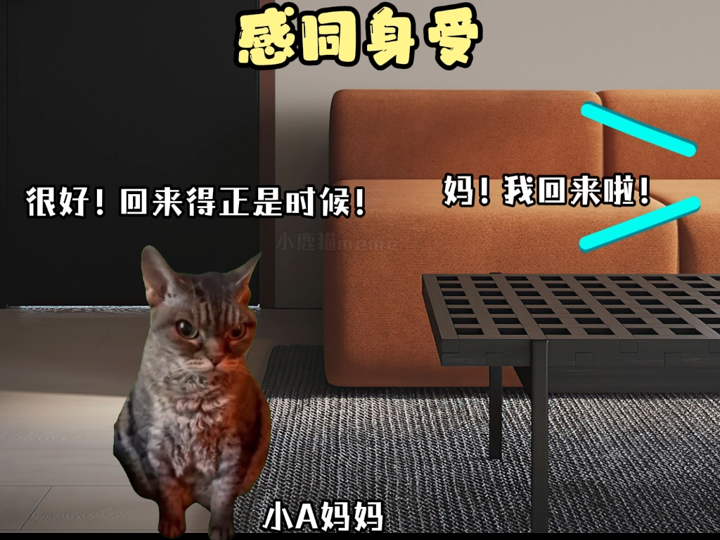 【猫meme】感同身受的那一刻,你才知道吗?哔哩哔哩bilibili