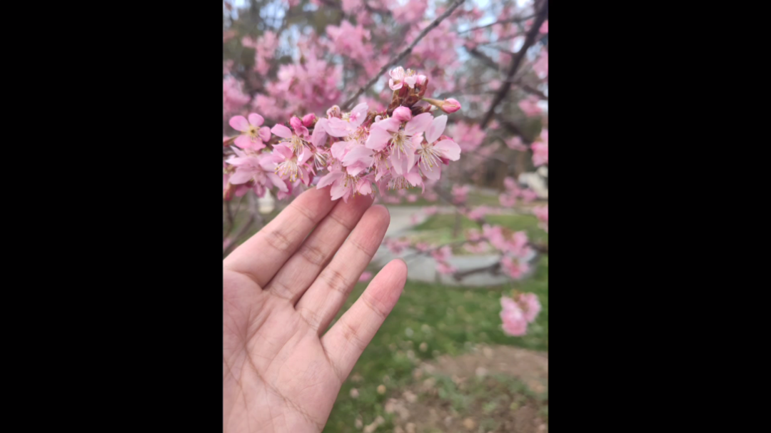 [图]樱花下落的速度是每秒五厘米，我要以怎样的速度才能与你再次相遇