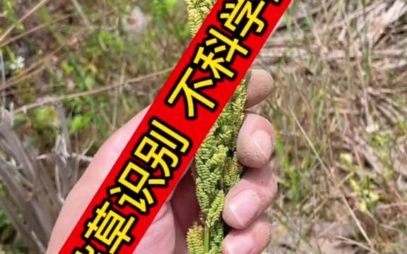 【讲三农】杂草识别最不科学,但最好用的方法!哔哩哔哩bilibili