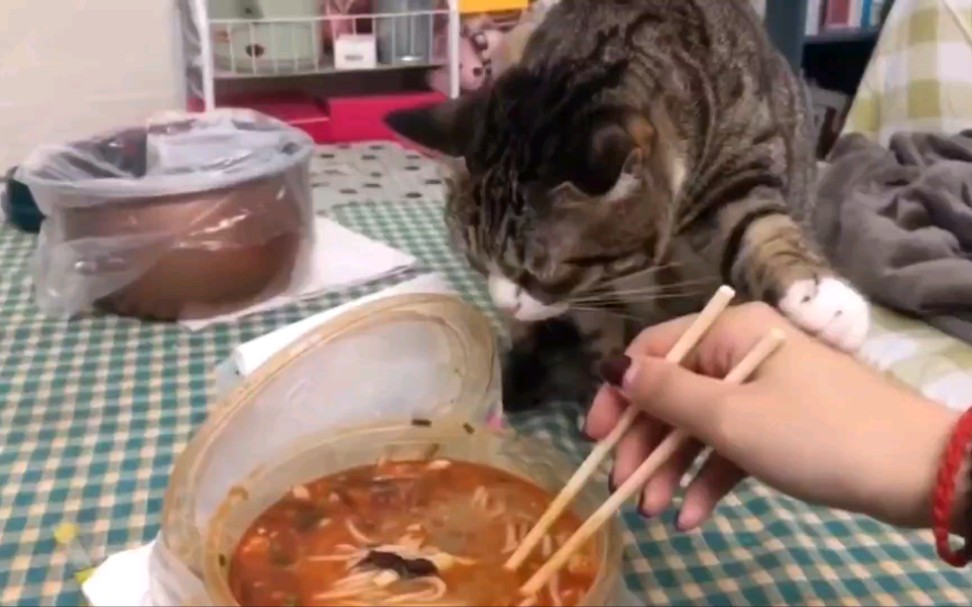 [图]猫：你别吃屎呀！