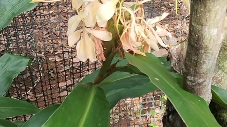清香诱人的木姜花