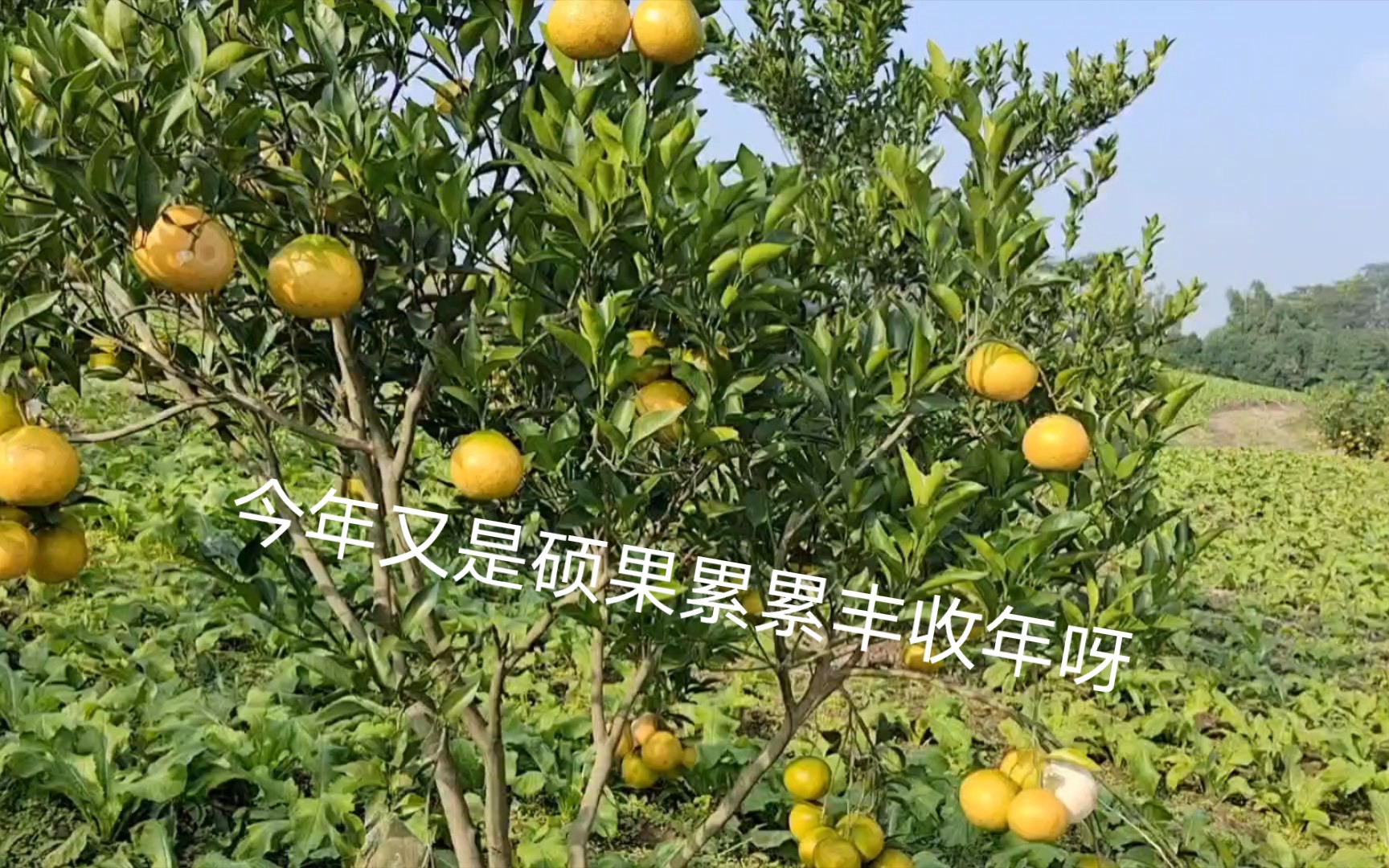 我的乡村生活:日常琐碎中的美好哔哩哔哩bilibili