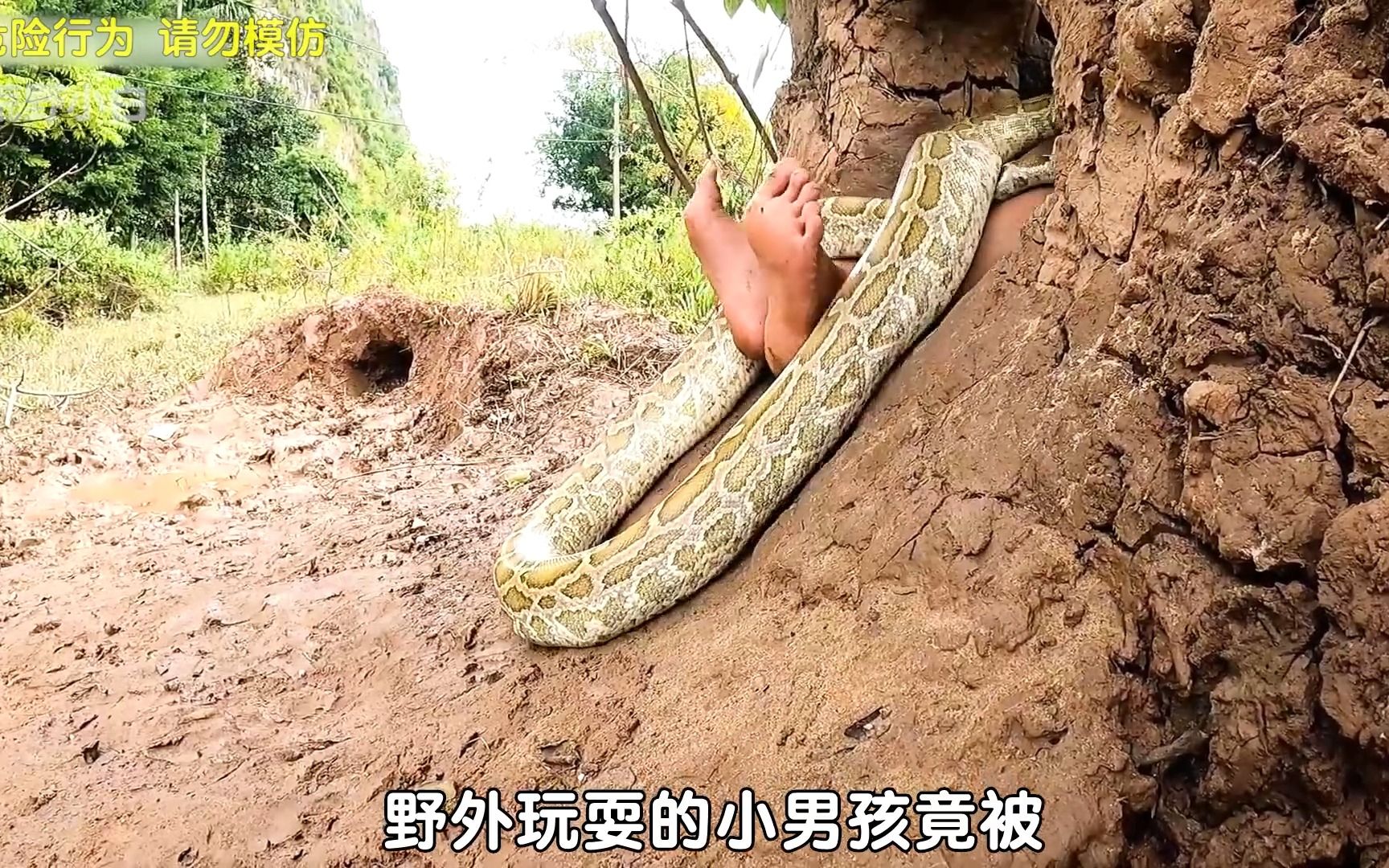小男孩野外玩耍，下一秒却被巨蟒缠住拖进洞