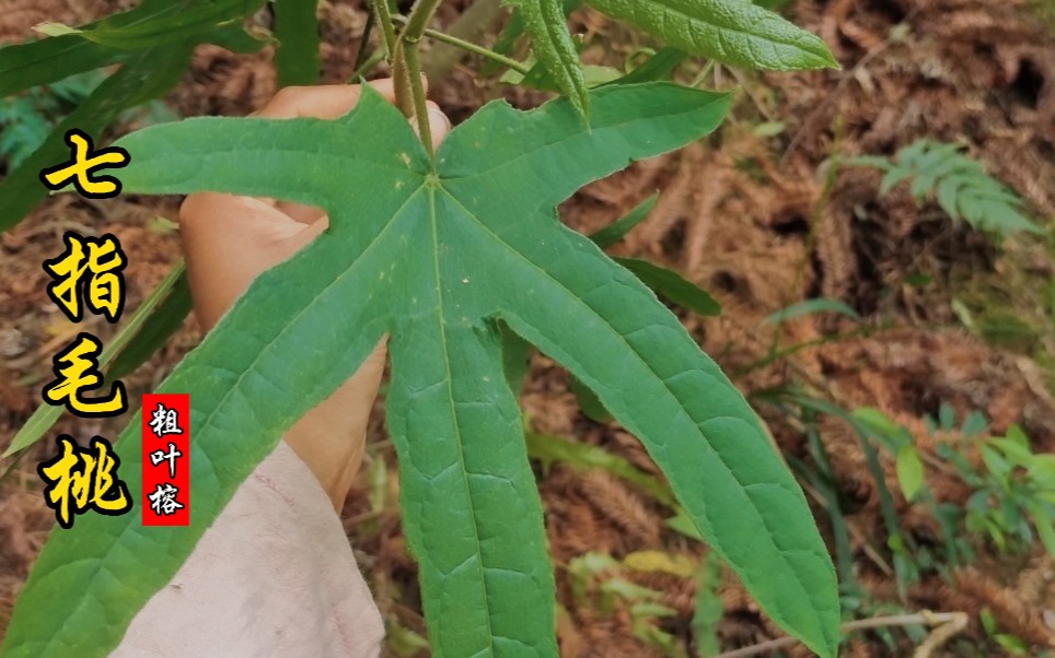 五指毛桃又名粗叶榕,七指毛桃更是少见,有被誉为“广东人参”!哔哩哔哩bilibili