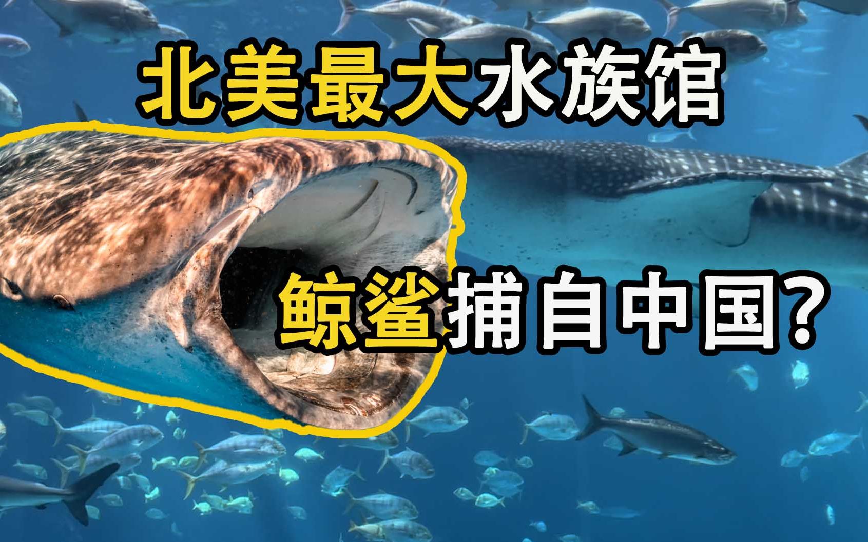 [图]现存最大鱼类鲸鲨，怎样从大洋游进水族馆？【佐治亚水族馆 上】