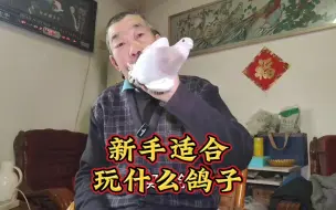 Download Video: 新手适合玩什么鸽子？