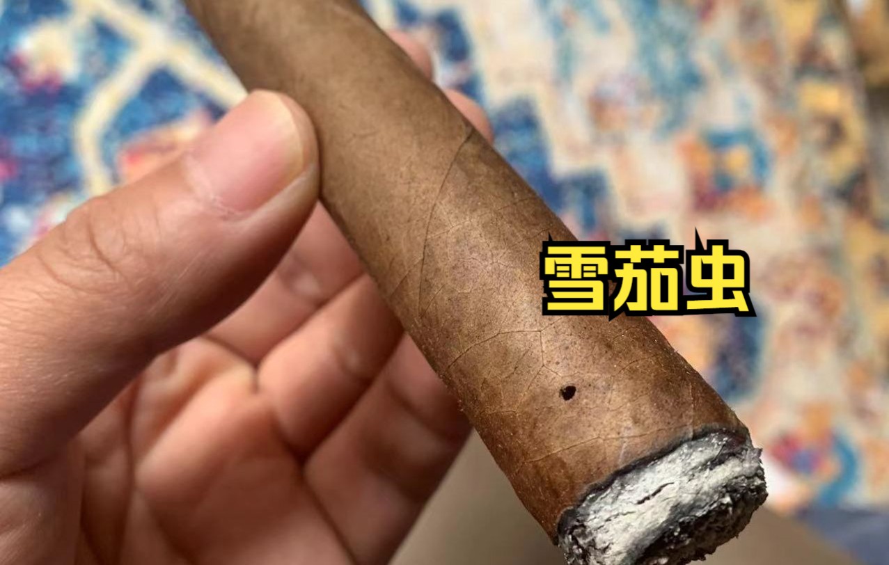 私卷来袭今天灰只雪茄虫版本