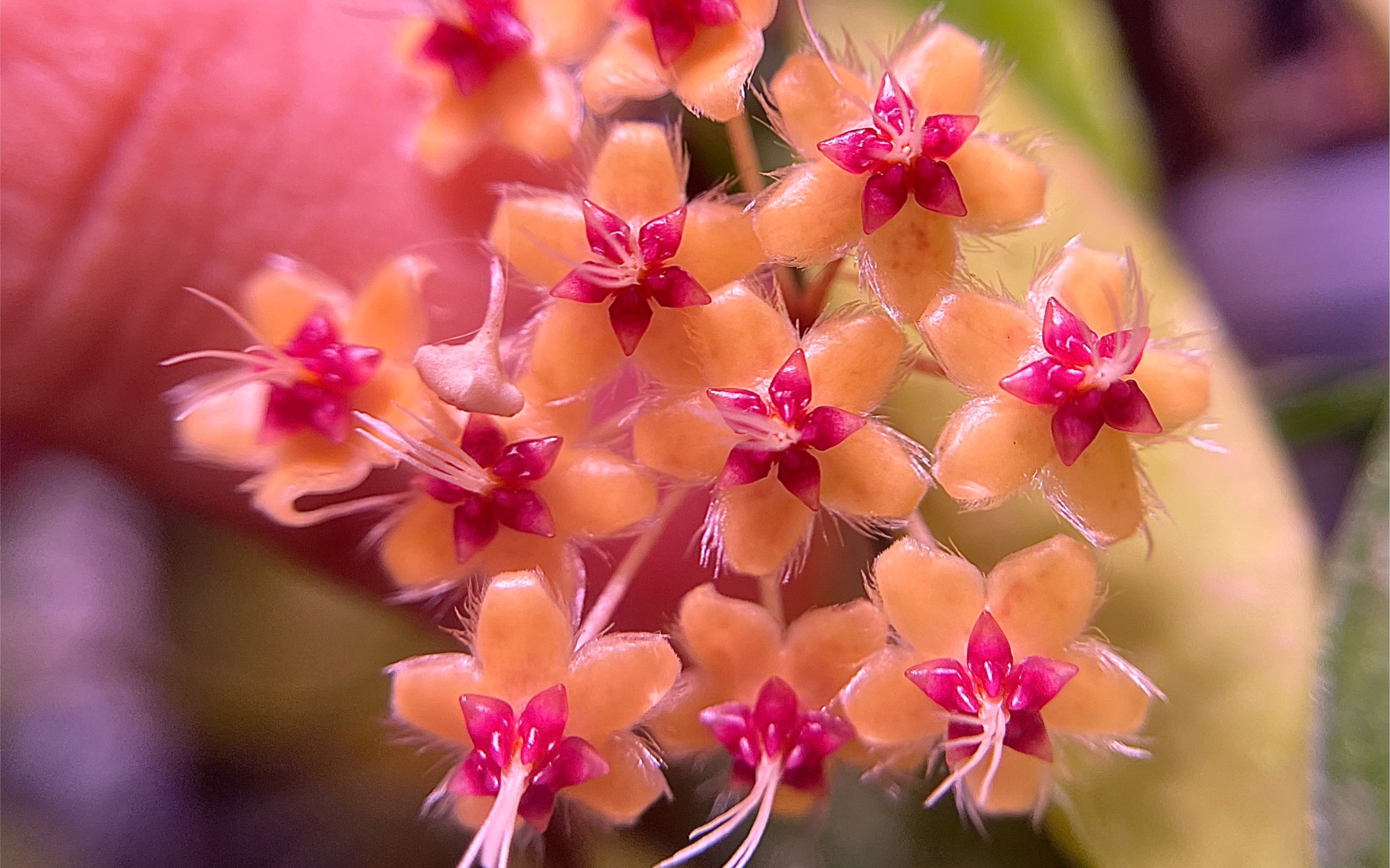 黄金鞭花球兰 hoya flagellata ssp. gold