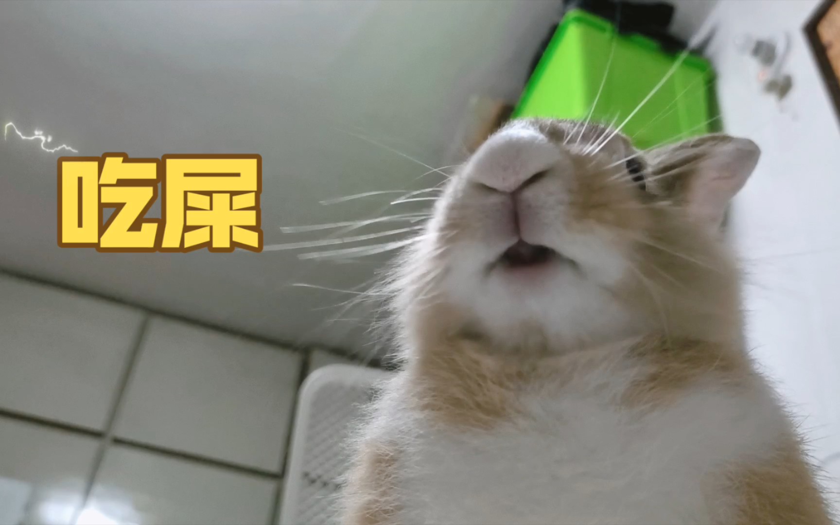 它在我床上吃屎,理不直气很壮