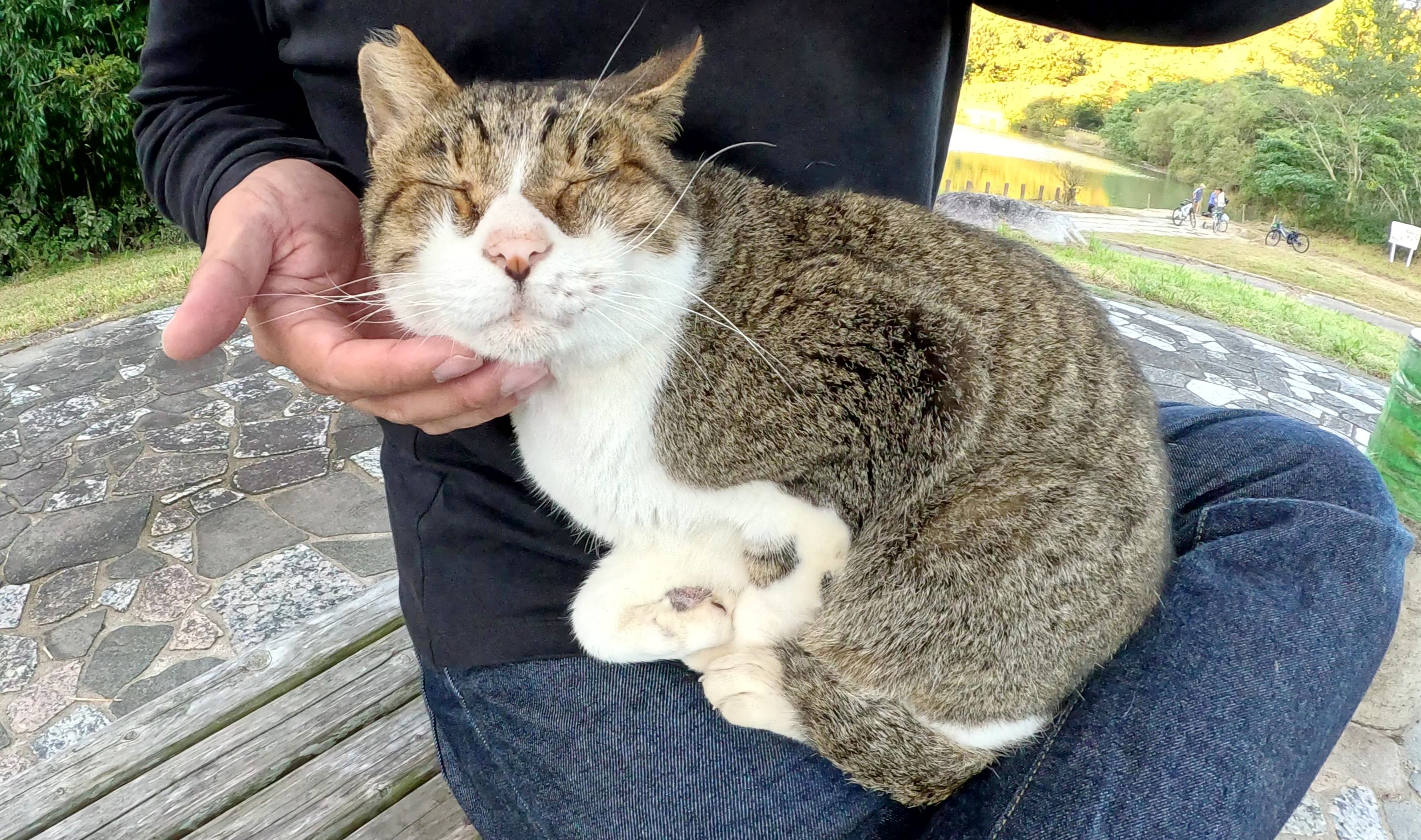 一只斗鸡眼的猫来到休息区,坐在人的腿上
