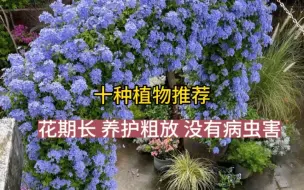 Download Video: 花期超级长，养护很粗放，植物推荐，10种。