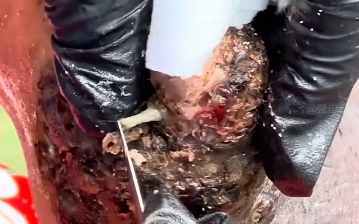 修脚,清理沙蚤病,像芝士