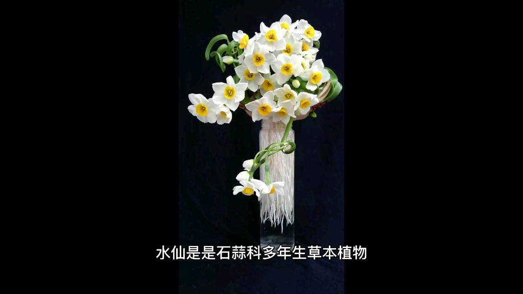 中国十大名花之水仙花哔哩哔哩bilibili