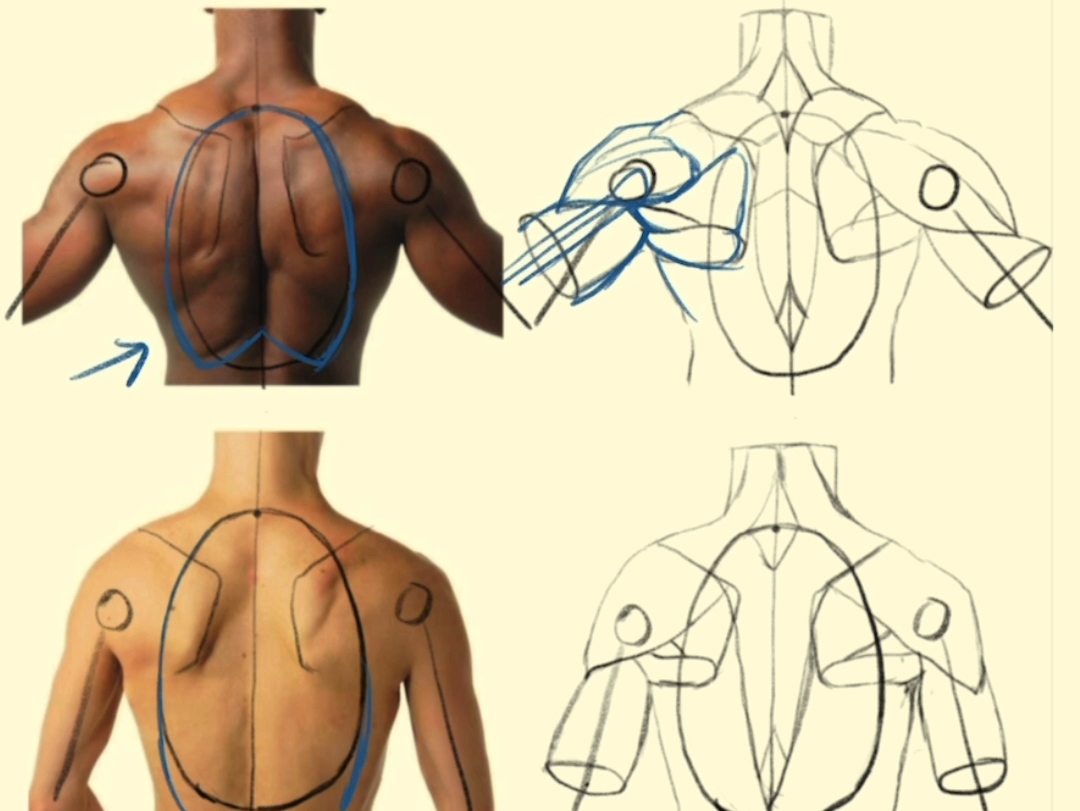 绘画中常见的胸腔和肩部结构问题,特别是如何准确绘制胸腔的基本形状、肩胛冈的位置以及手臂与肌肉的关系.哔哩哔哩bilibili