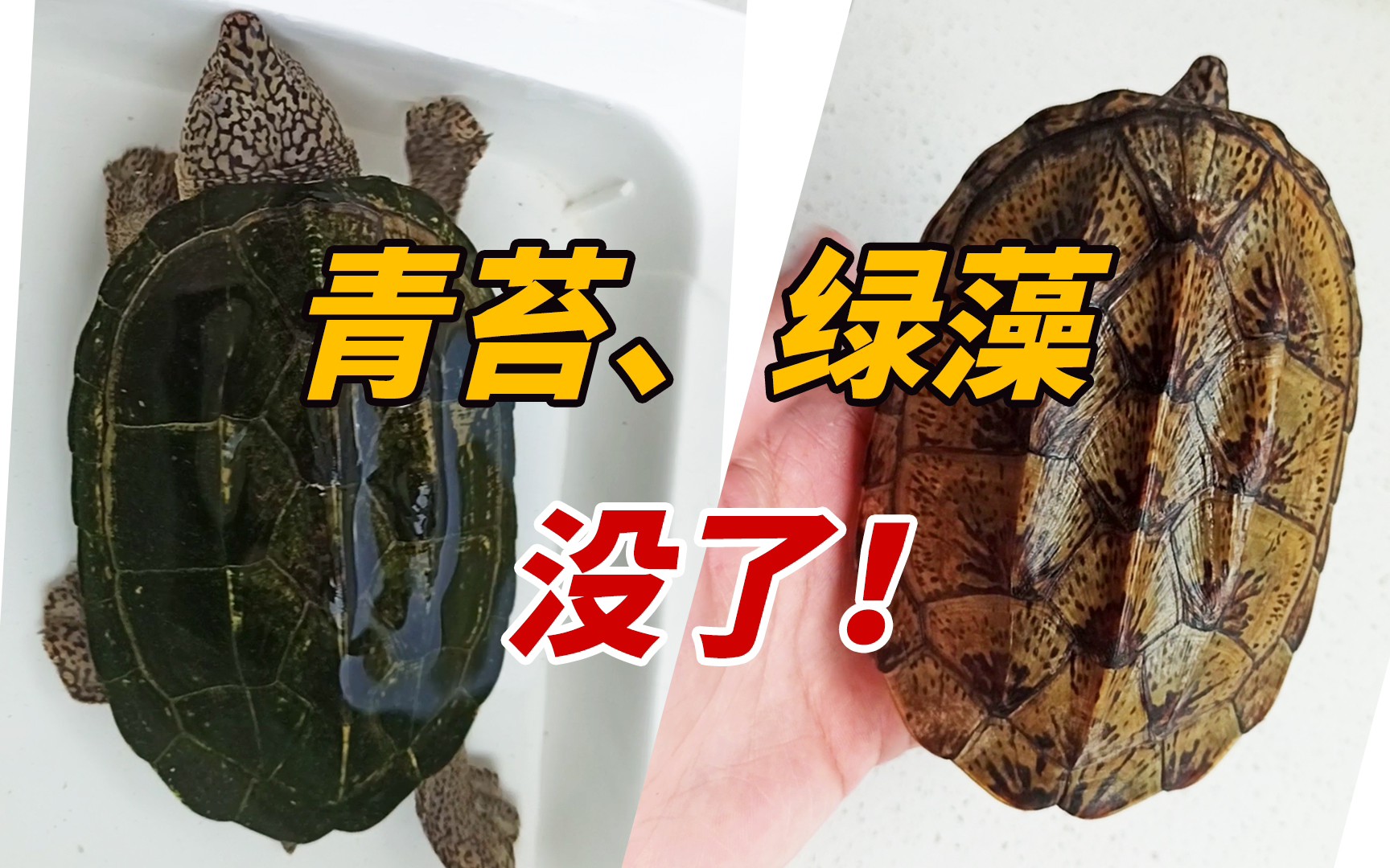 除藻歌～我爱洗澡乌龟跌倒～噢噢噢噢