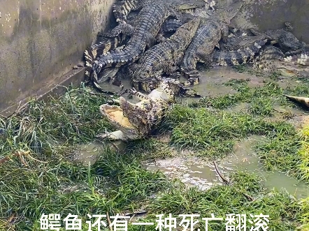 我相信你们只见过鳄鱼其中之一的死亡翻滚#鳄珍 #鳄珍鳄鱼酒 #养生酒
