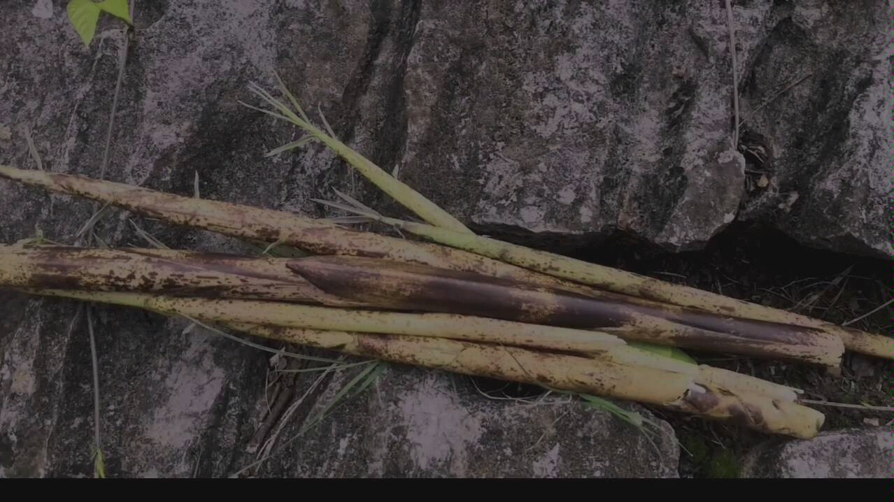 上山拔鲜美的斑竹笋,被扎的痛得直哼哼 ,付出了流血的代价,太难了