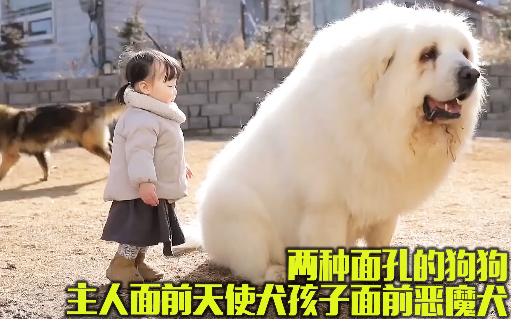 主人不在天使犬秒变恶魔犬,要攻击主人1岁的宝宝哔哩哔哩bilibili