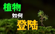 植物登陆：污涂残躯不坠高阳之志