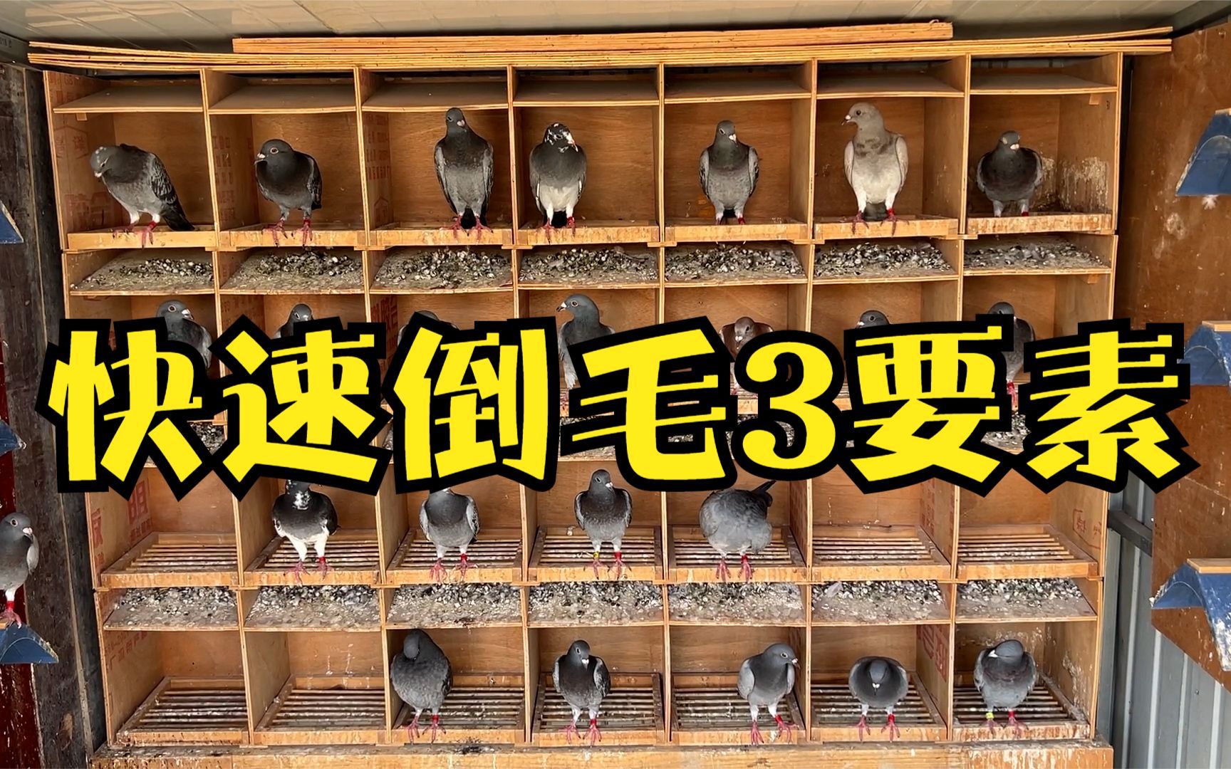 七零八落九全十美,倒毛季节如何加快鸽子换毛?给鸽友们3点建议