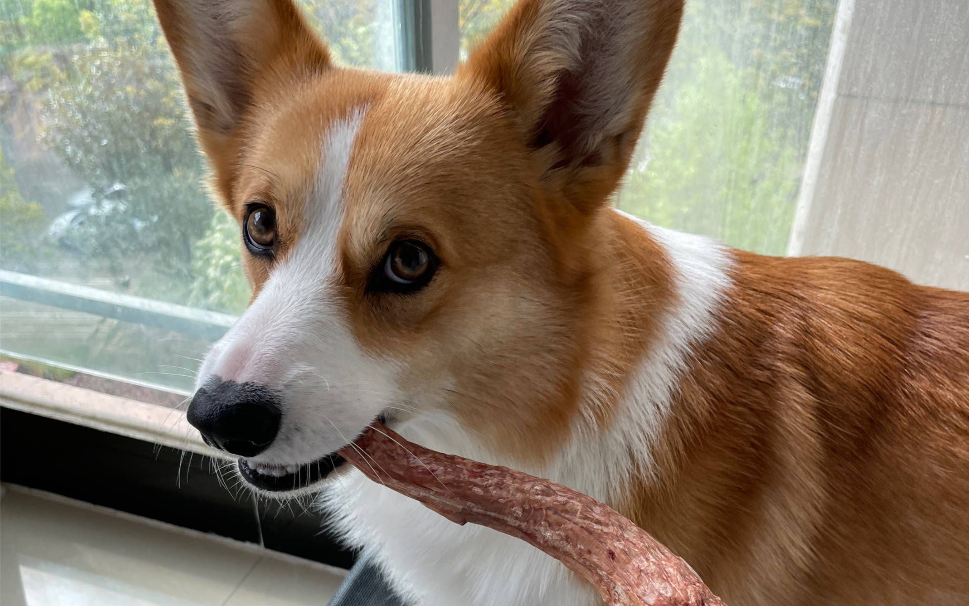 活动  小狗狗啃鸭脖子的声音真是绝了!