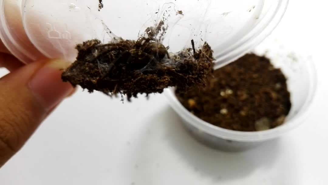 【雷米】雷米投食第二弹,个人作死故事会,晒晒咱家加蓬繁星巴布(~▽~)