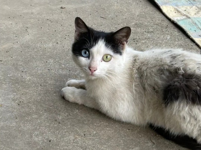 猫爹妈被毒死了,留了三只小猫叼我家里来了,应该不到一个月,喂奶也不