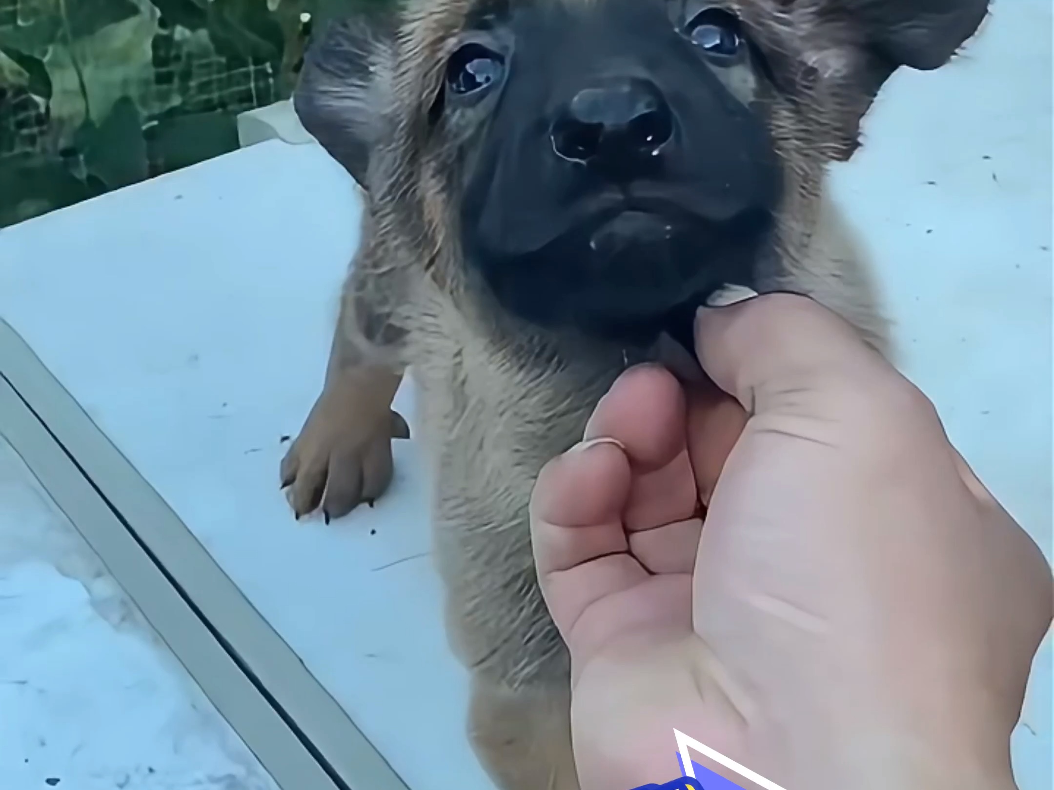 杂交的马犬幼犬图片