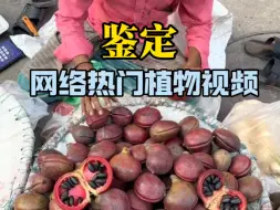 Tải video: 鉴定网络热门植物视频，香苹婆也叫做掌叶苹婆。