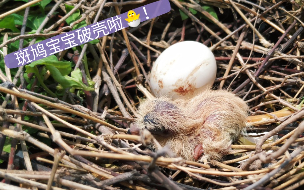 斑鸠孵蛋1至18天过程图图片