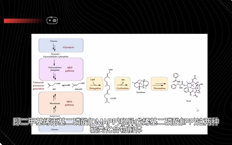 每日一合成生物学进展 2021.12.26 萜类化合物生物生产的新途径——萜类迷你路径.哔哩哔哩bilibili