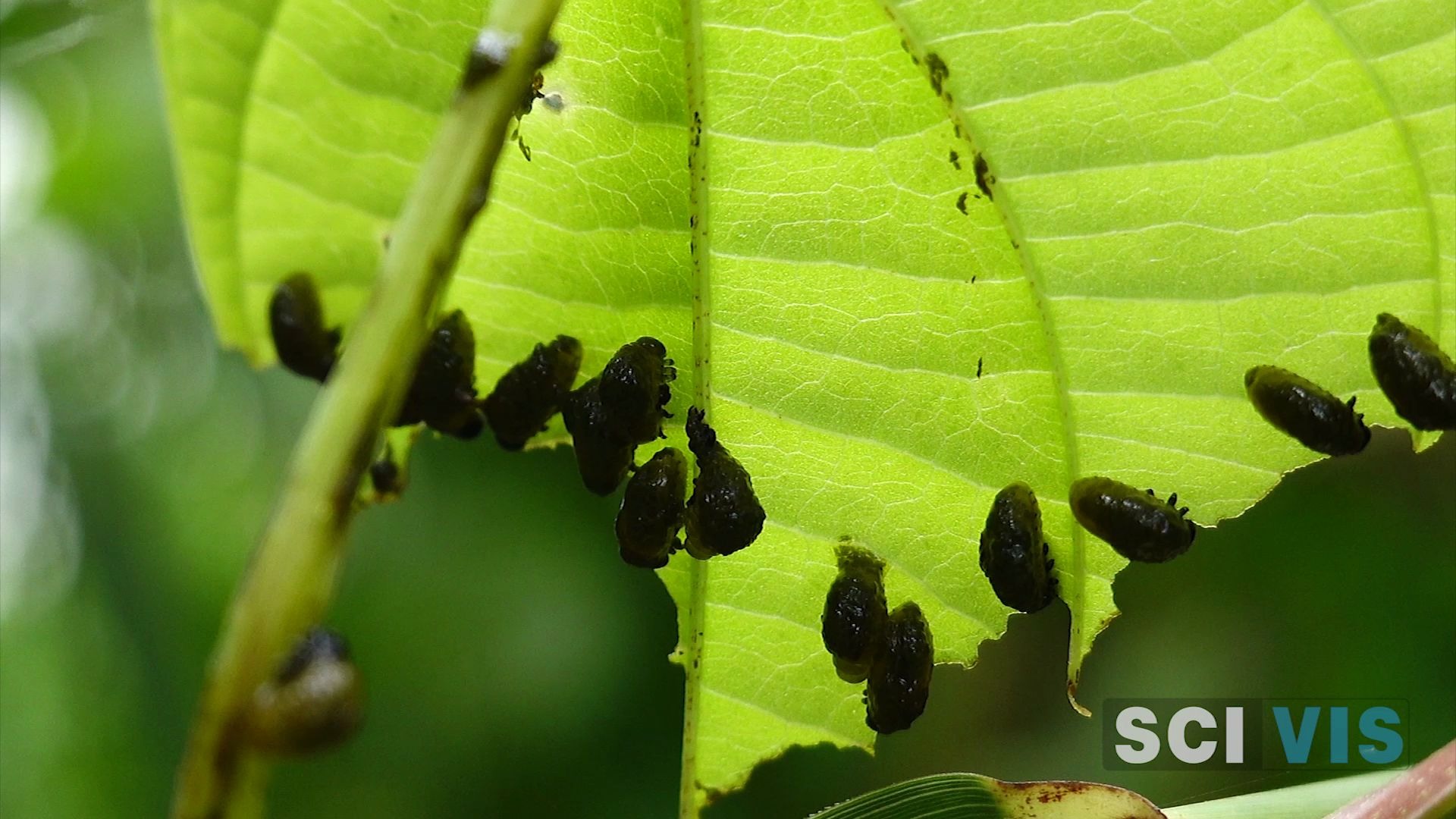 【自然 微距】见过最恶心的虫子满身是水的负泥虫哔哩哔哩bilibili