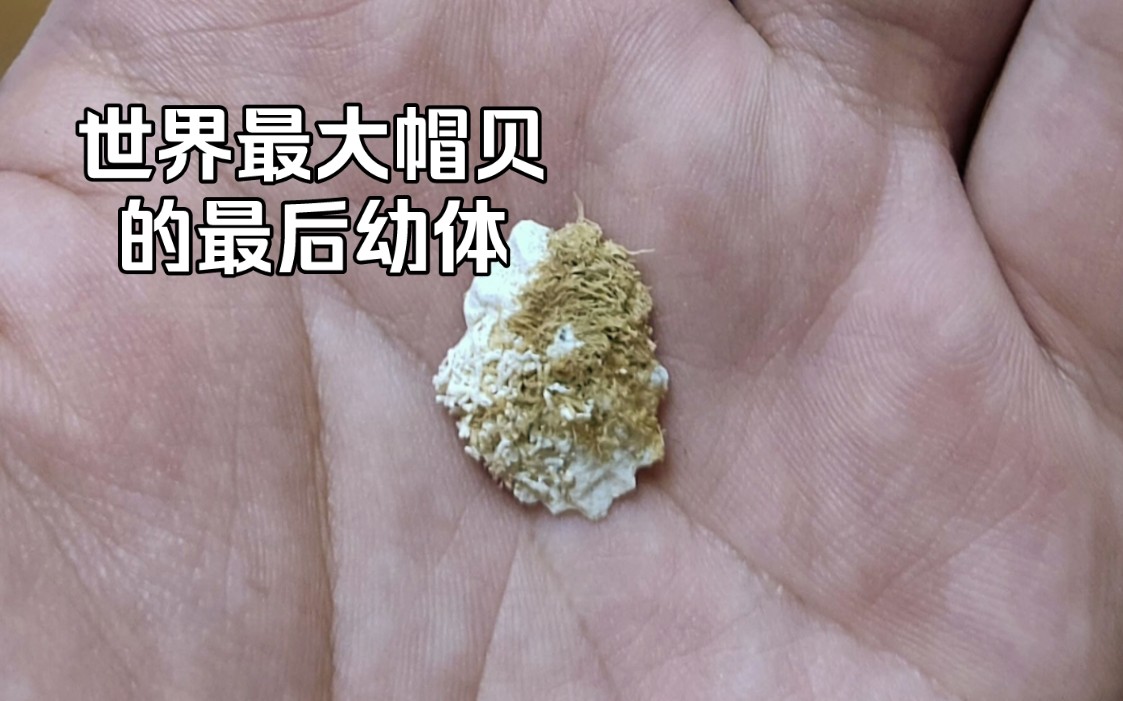 世界最大笠螺濒临灭绝,这是它最后的幼体标本:大王笠螺【睡前软体动物学312】哔哩哔哩bilibili