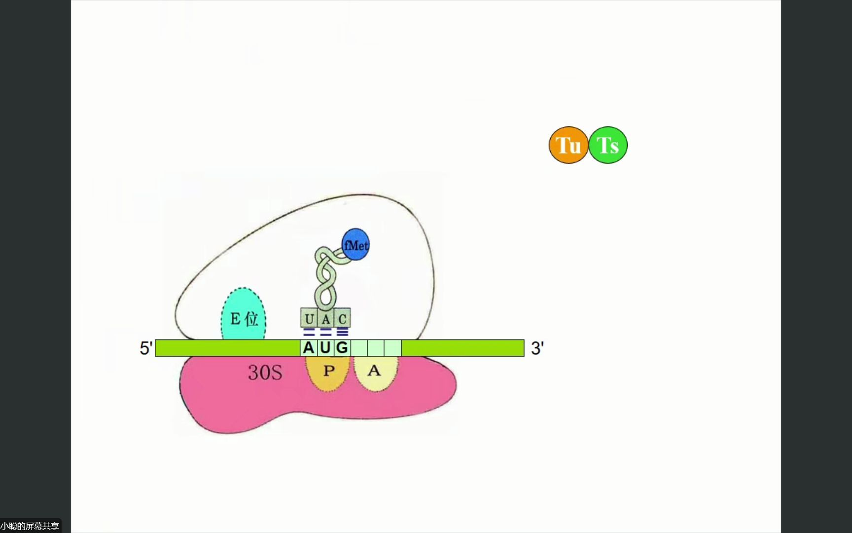 蛋白质的生物合成3哔哩哔哩bilibili