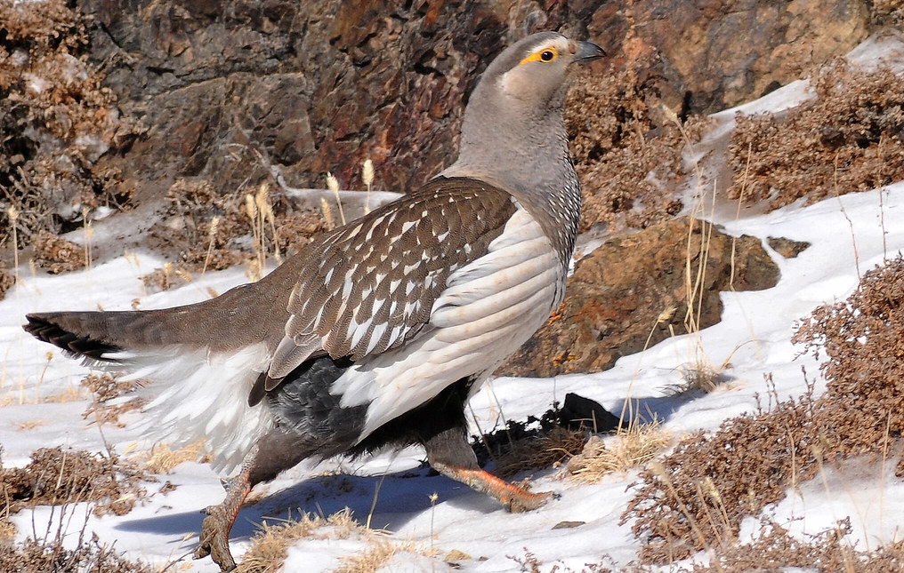 阿尔泰雪鸡 Tetraogallus altaicus (yt@nickbray3531哔哩哔哩bilibili