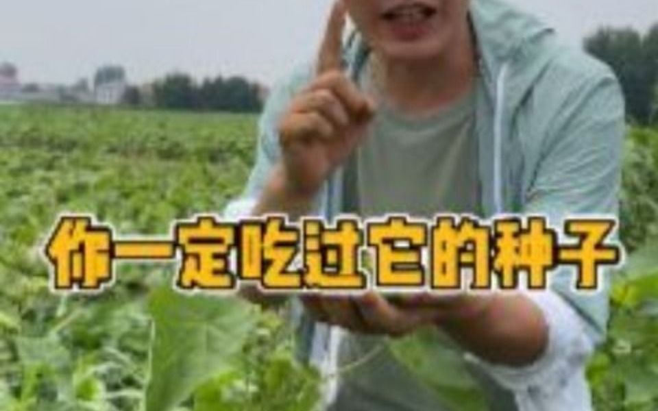 这颗植物的种子你一定吃过它,大家有认识它吗?哔哩哔哩bilibili