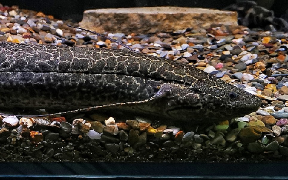 维多利亚肺鱼(protopterus aethiopicus)_哔哩哔哩 (゜-゜)つロ 干杯
