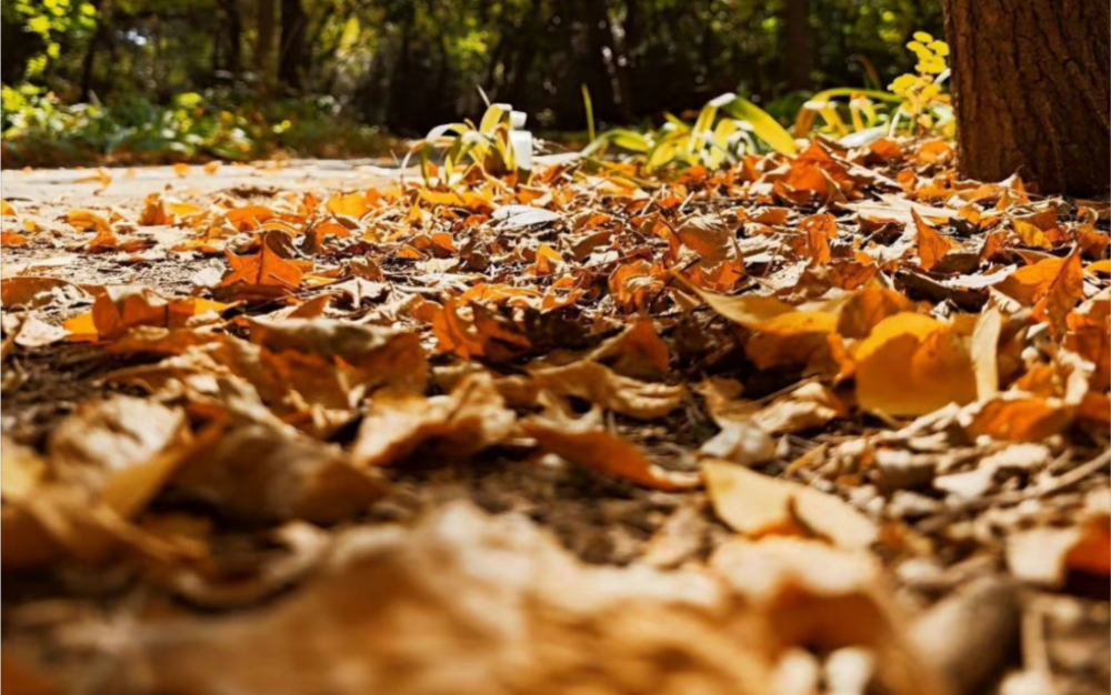枫-周杰伦 尤克里里弹唱