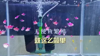 Download Video: 天使鱼繁殖就这么简单