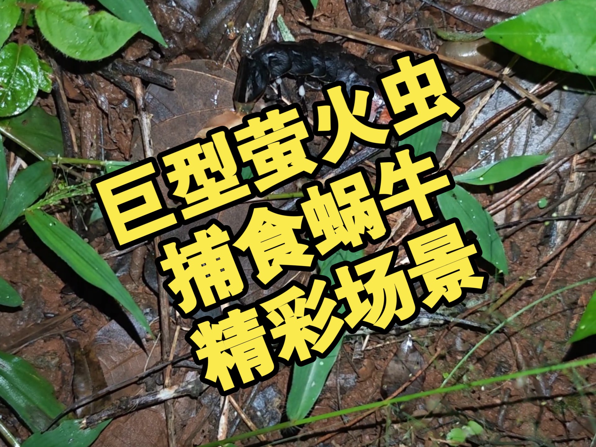 看见了精彩的动物捕食场景,一只巨型萤火虫尼泊尔扁萤捕食蜗牛