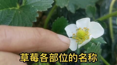 想种好草莓吗 先了解各部位的名称和作用 哔哩哔哩 Bilibili