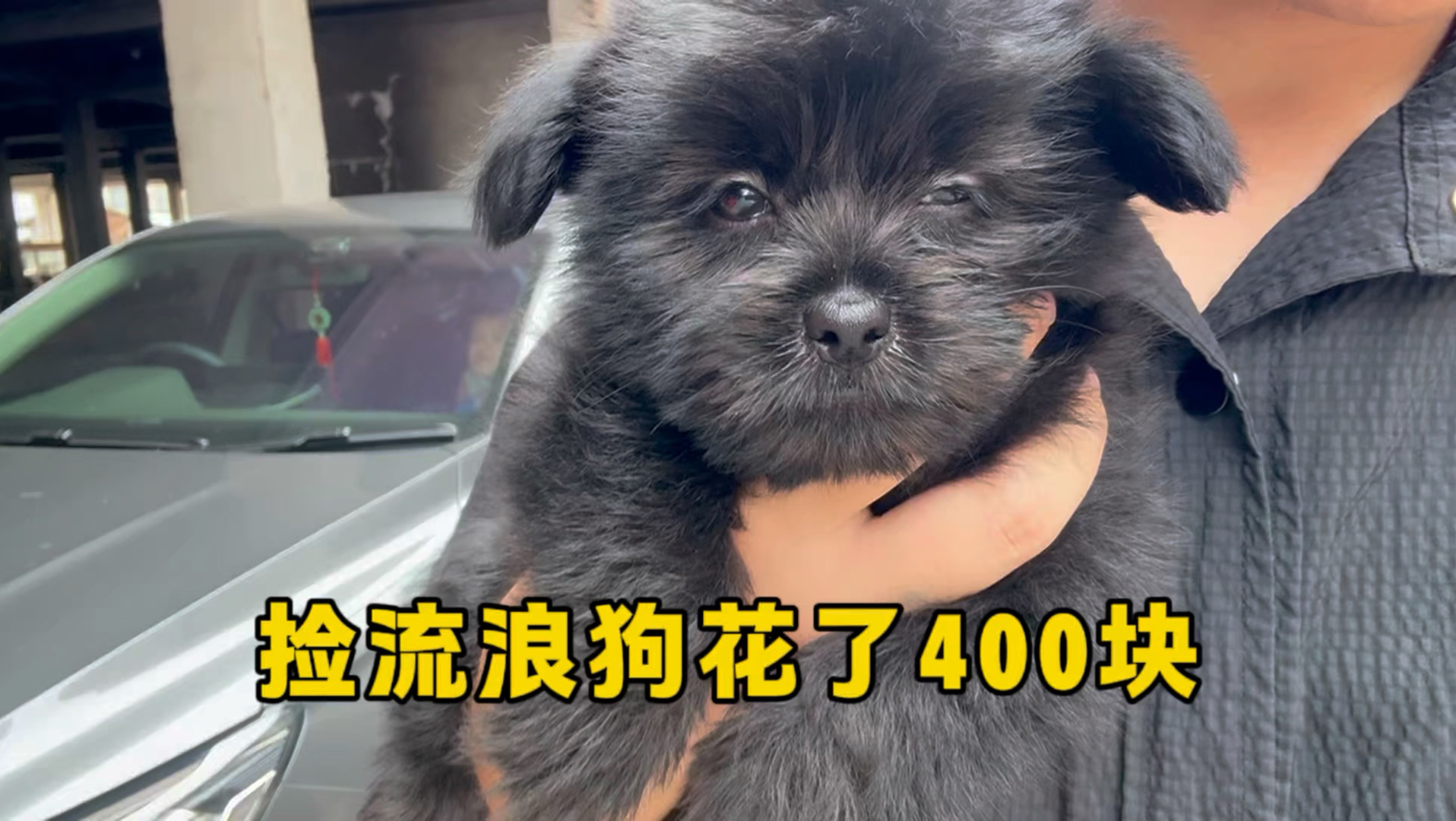 收养一只流浪狗，治病却花了400块，比买牌子狗还贵！