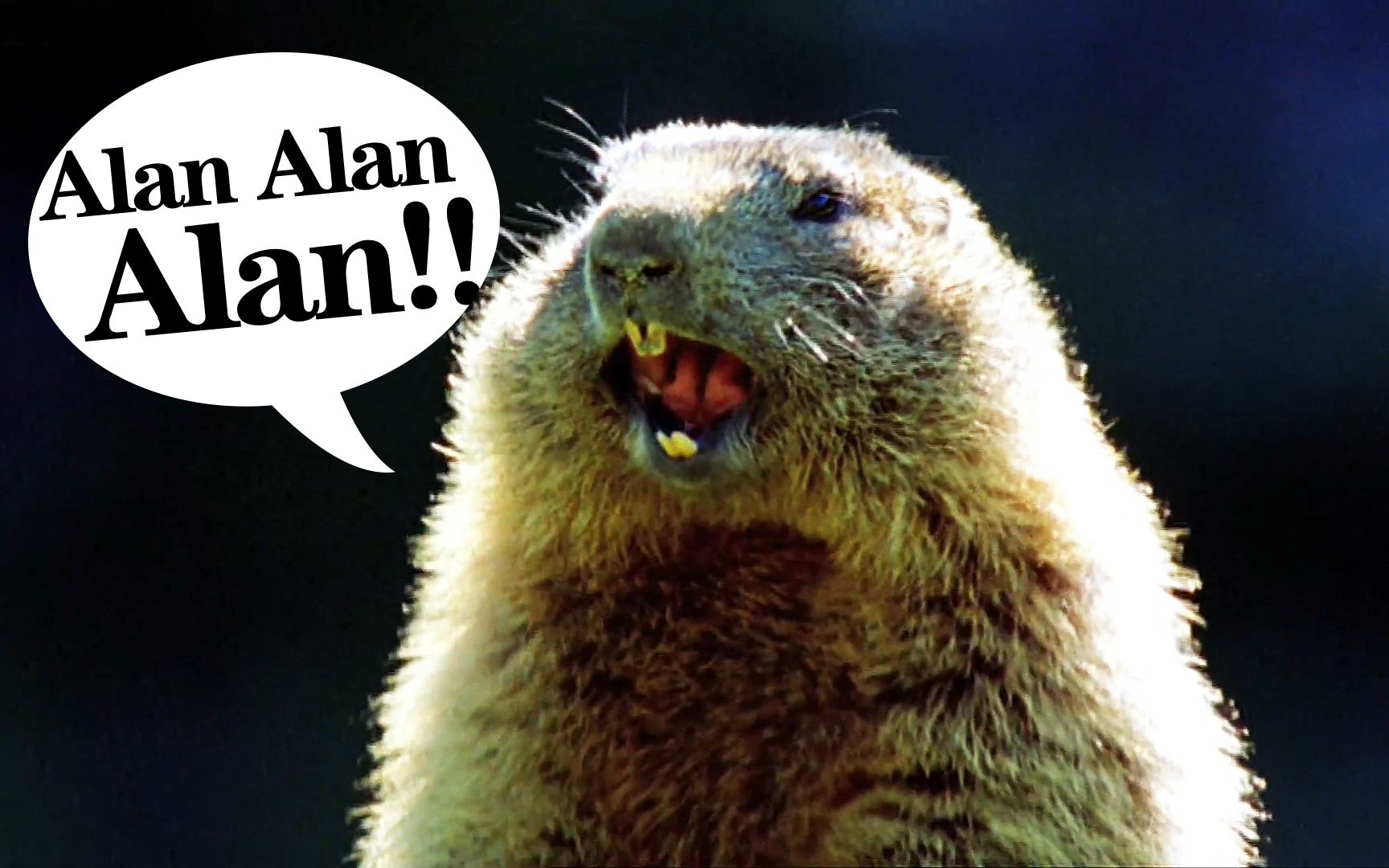 英字逗逼动物对话大合集▽哔哔c深井冰动物哈哈哈哈