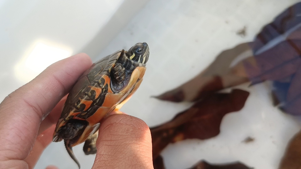 领悟锦龟之美-中锦-存在于传说中的锦龟